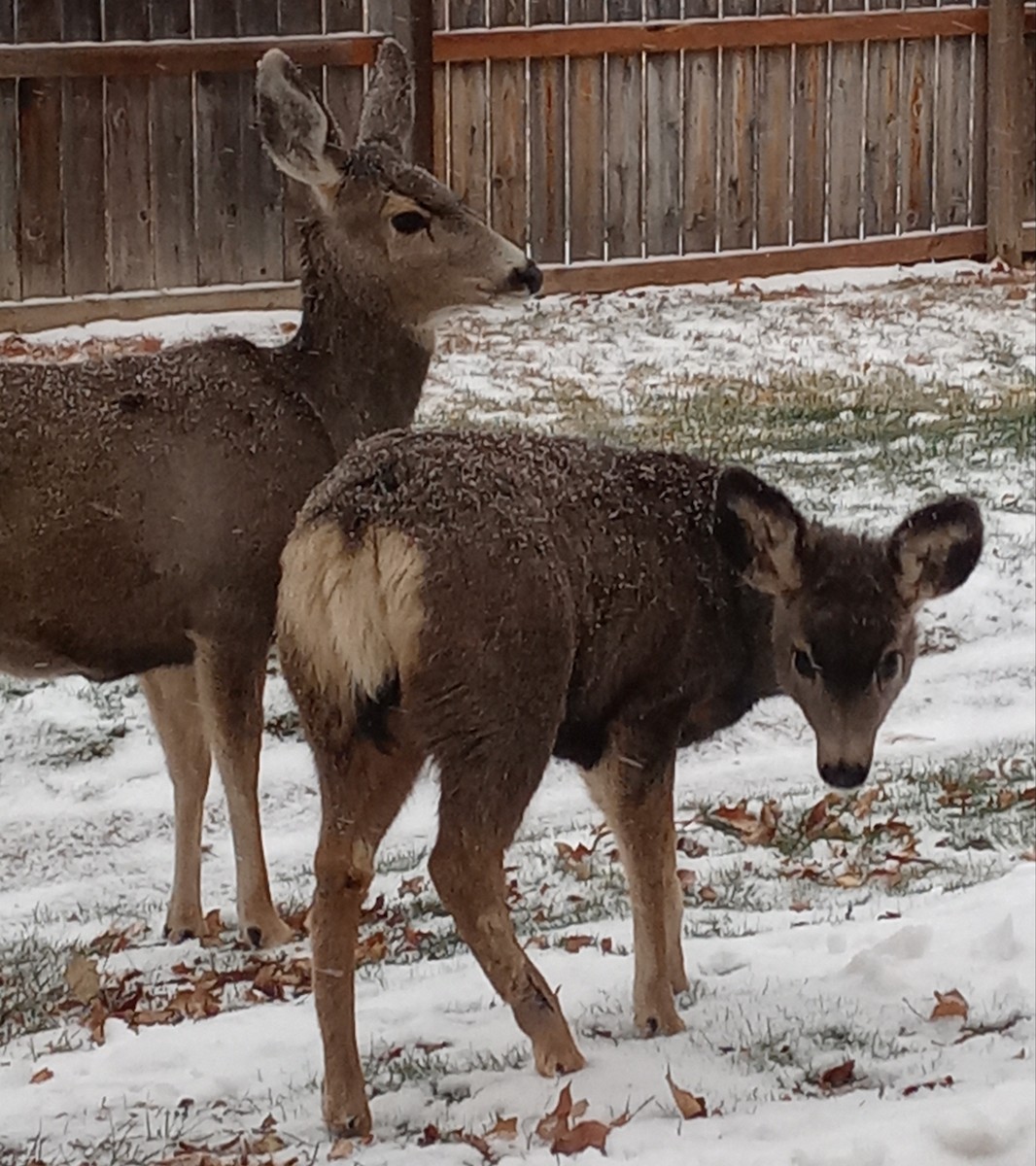 Mule Deer - ML646317857
