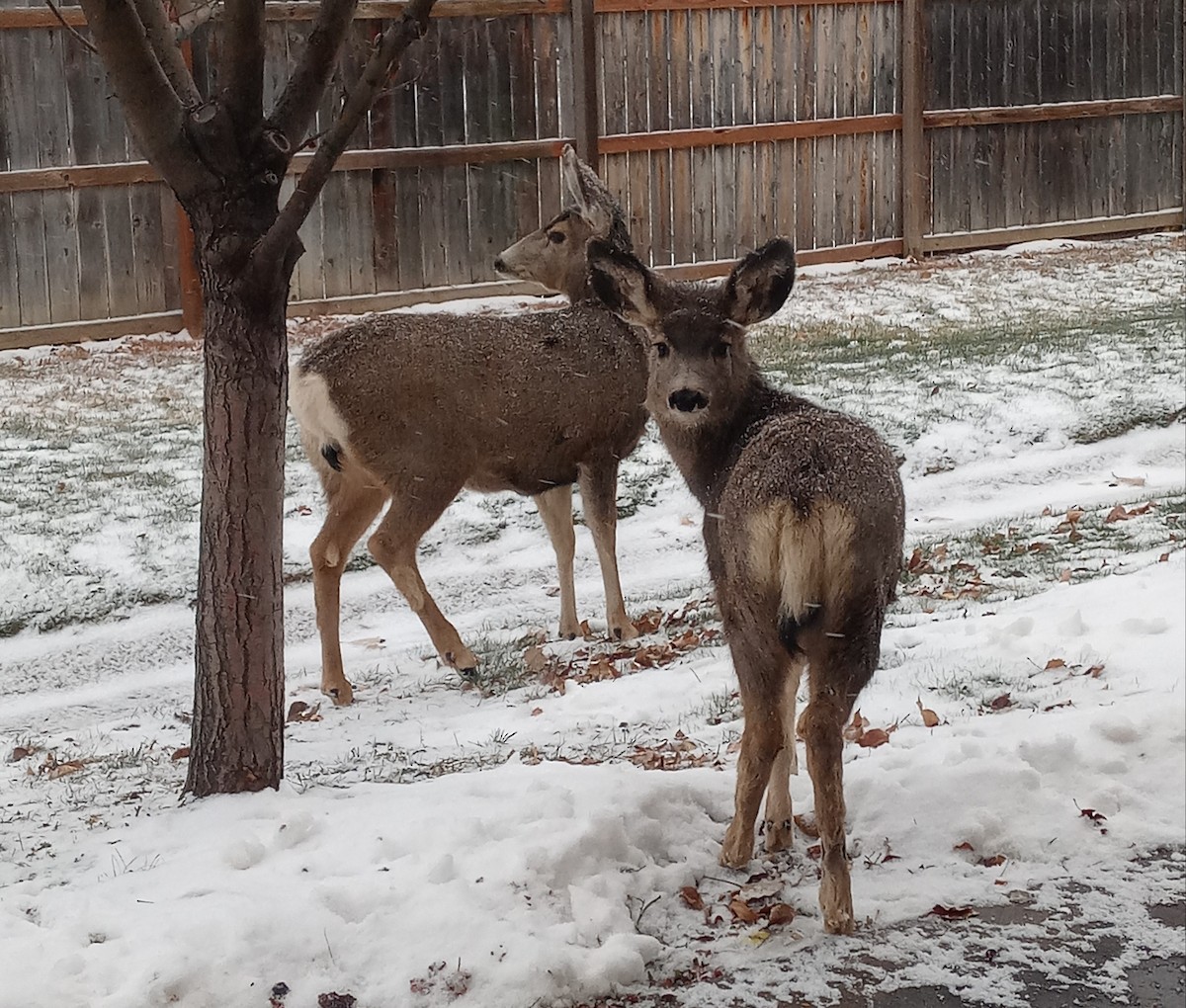 Mule Deer - ML646317858