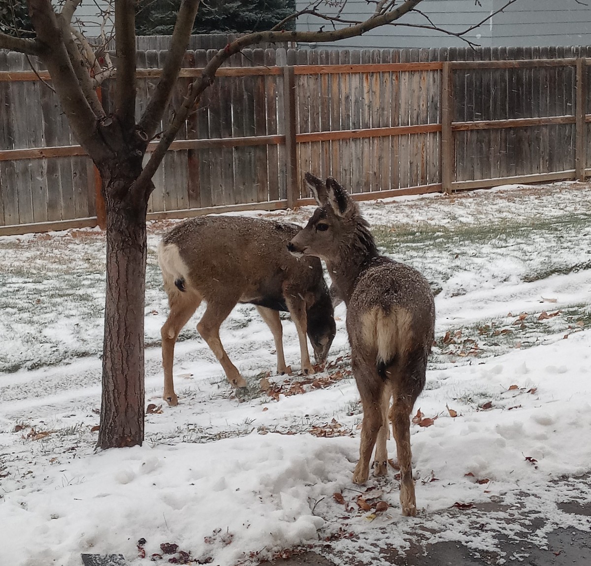 Mule Deer - ML646317859