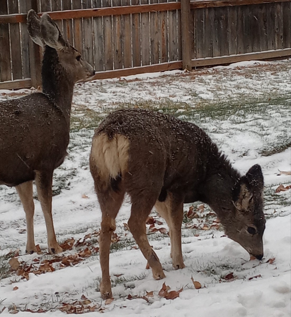 Mule Deer - ML646317860