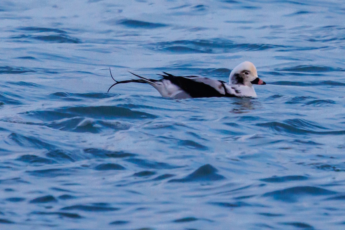 havelle - ML646317861