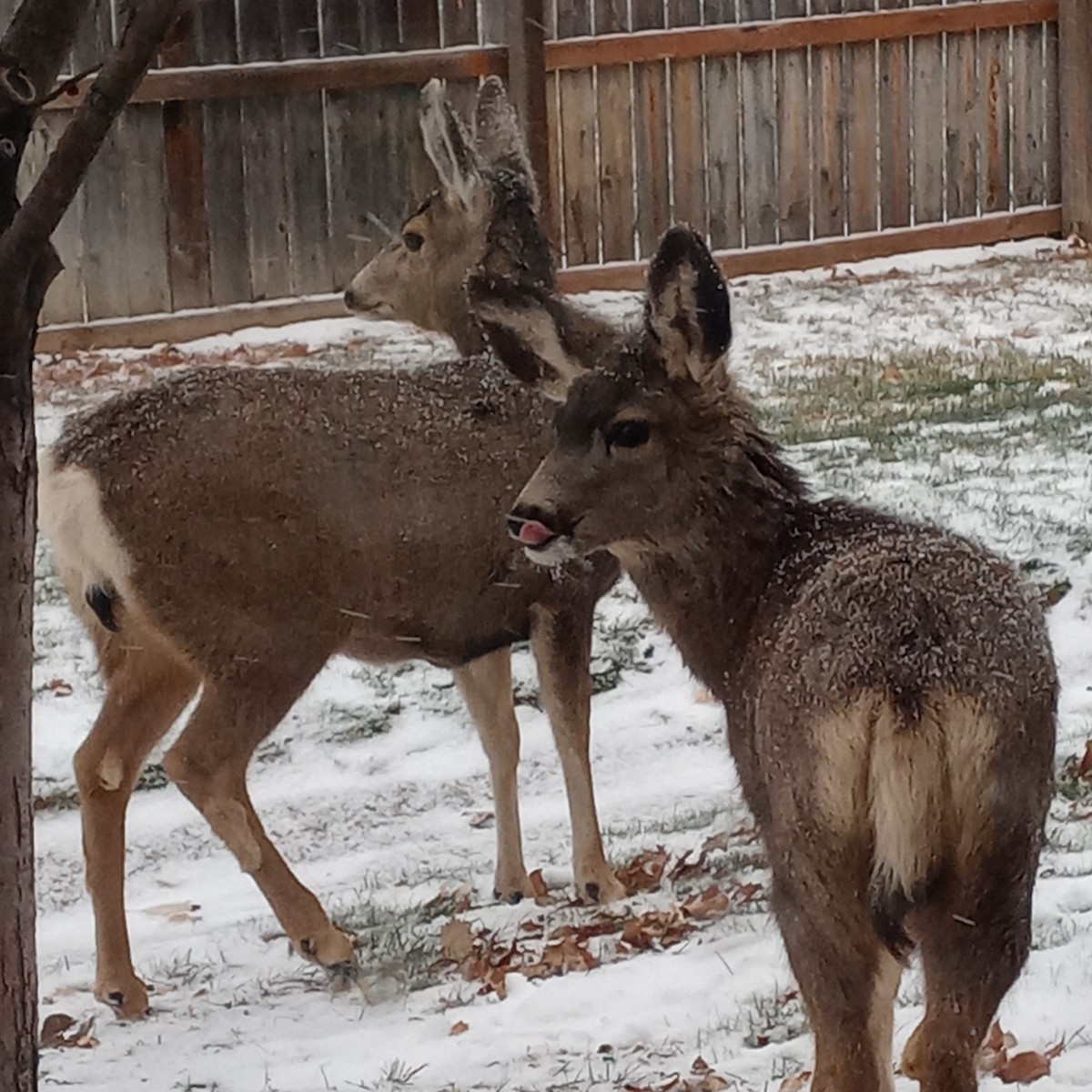 Mule Deer - ML646317862