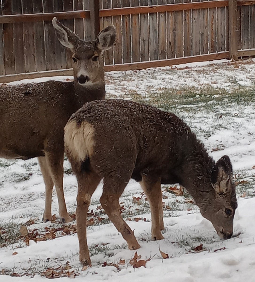 Mule Deer - ML646317863