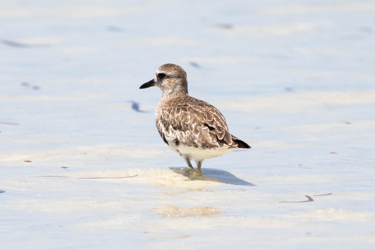 Black-bellied Plover - ML646317864
