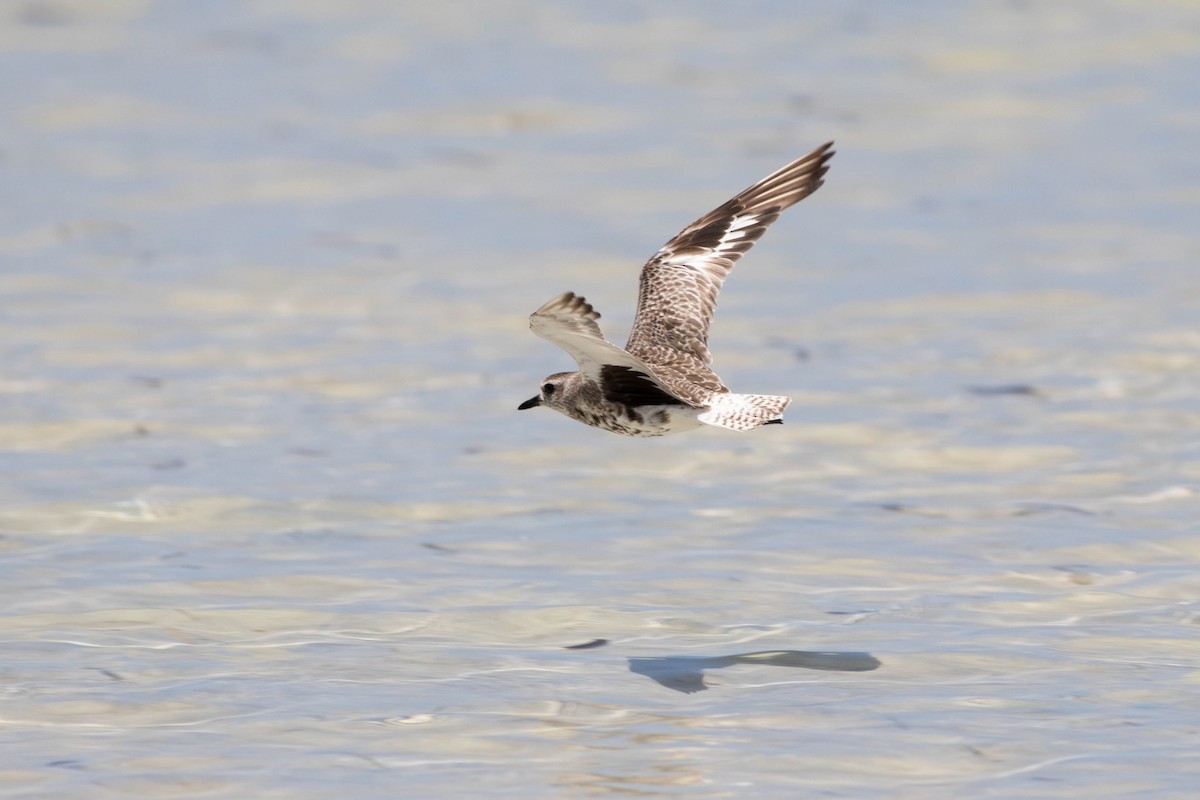 Black-bellied Plover - ML646317865