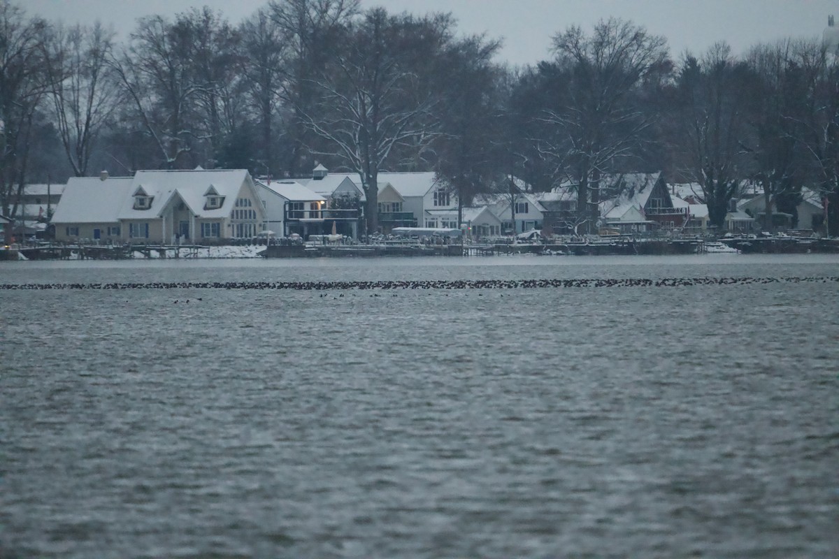 Lesser Scaup - ML646317866