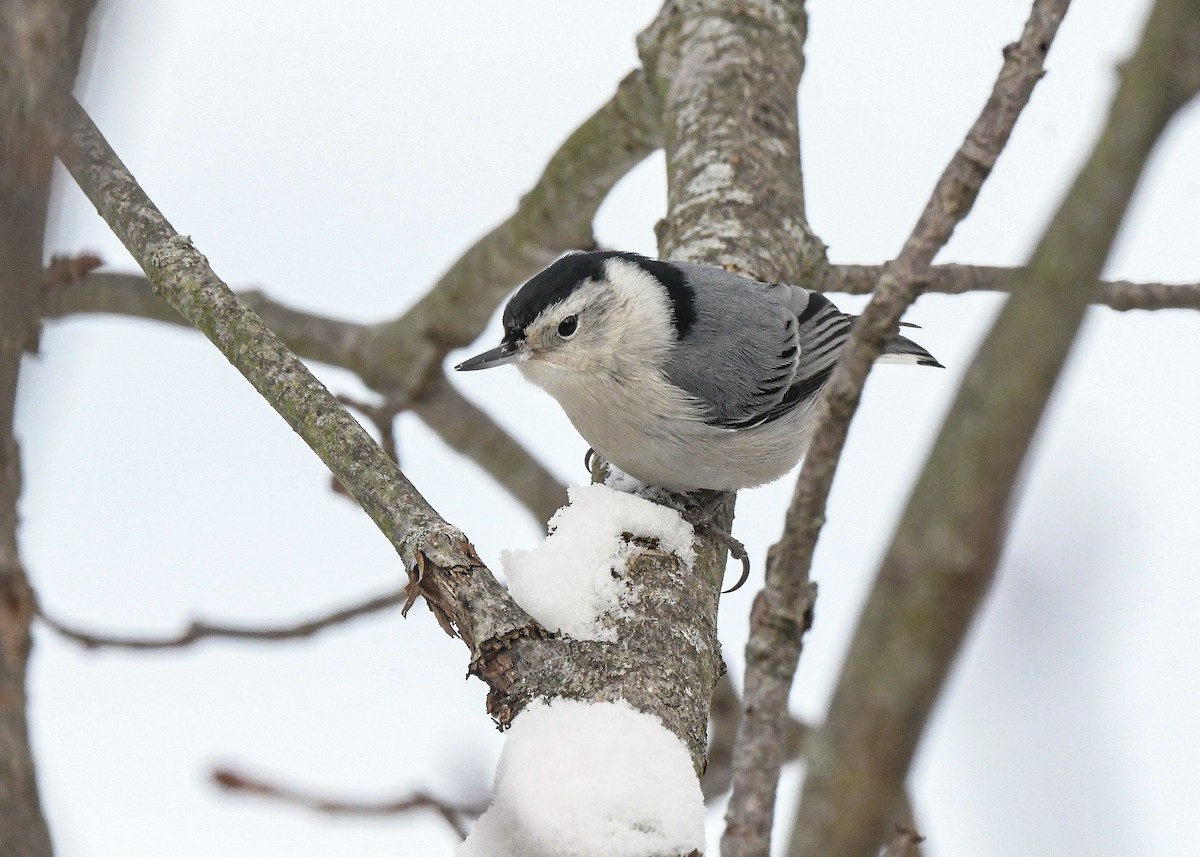 White-breasted Nuthatch - ML646317867