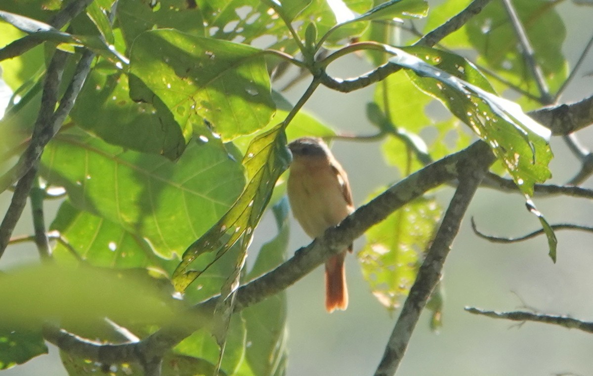 ハチマキカザリドリモドキ - ML646317868