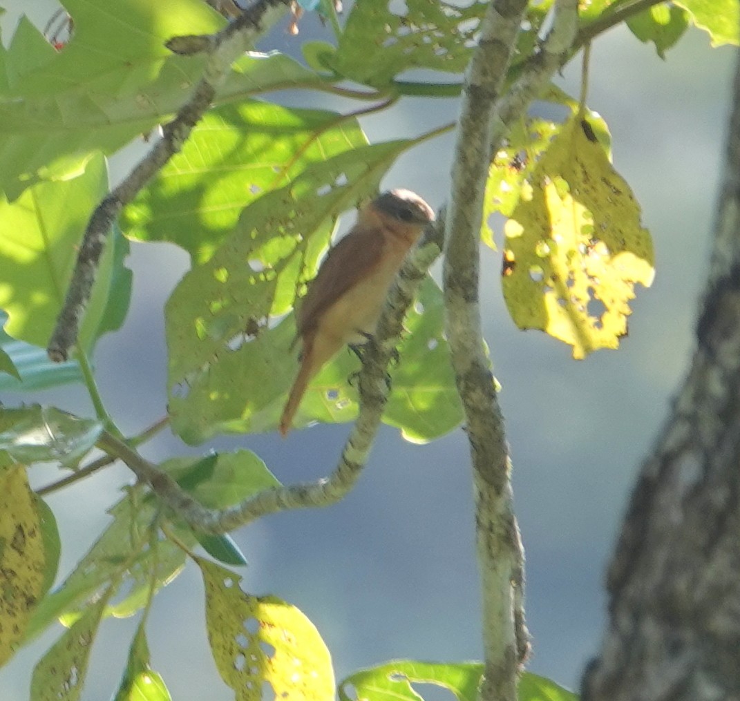 ハチマキカザリドリモドキ - ML646317869