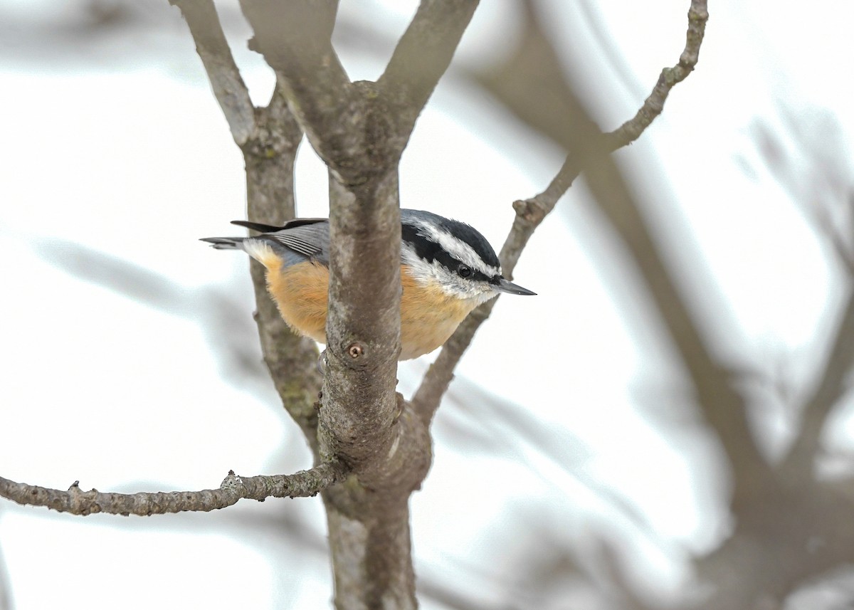 Red-breasted Nuthatch - ML646317872