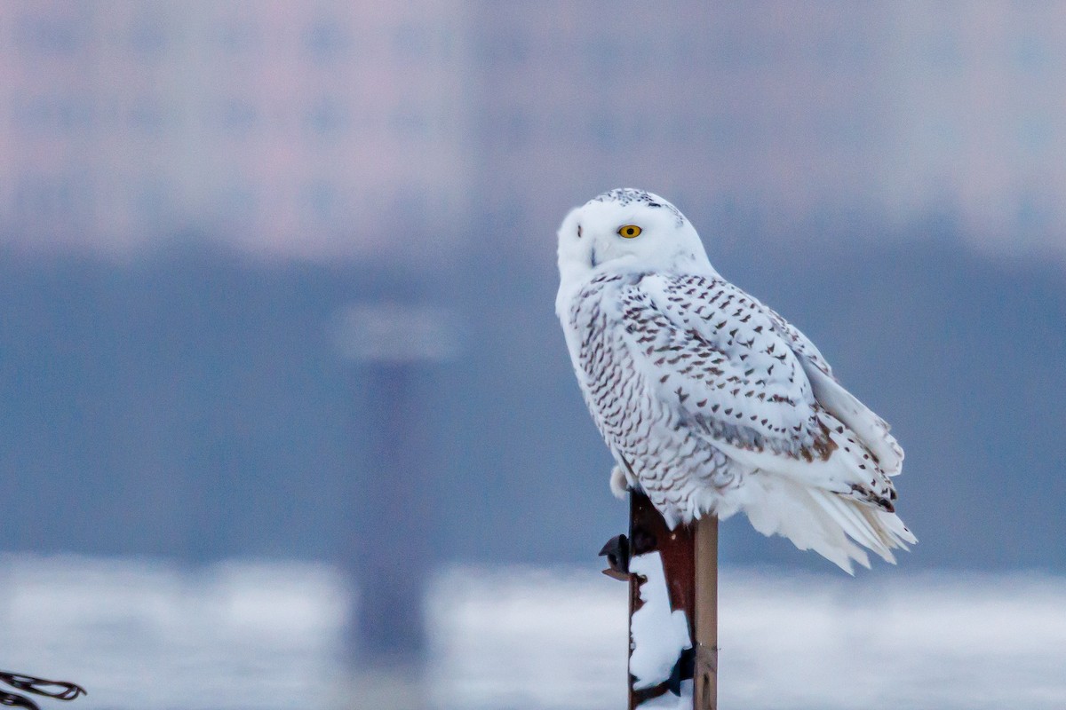 snøugle - ML646317880