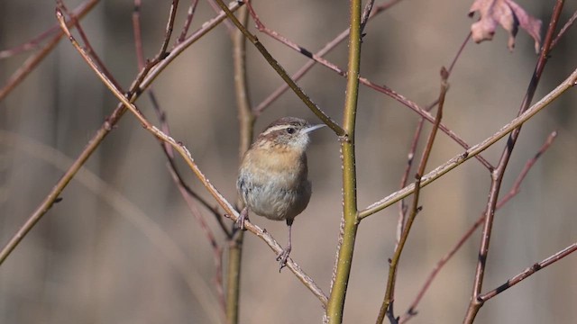Поплітник каролінський - ML646317882
