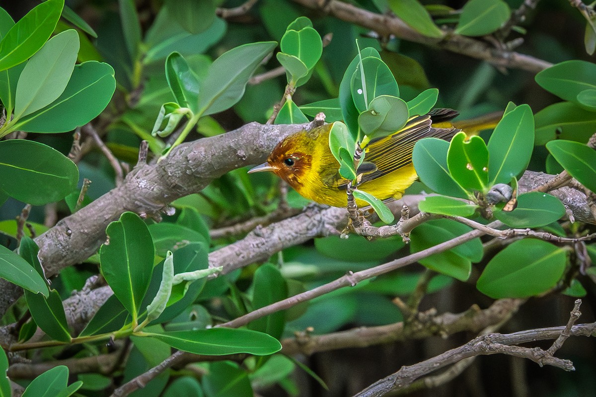 Mangrove Yellow Warbler - ML646317884