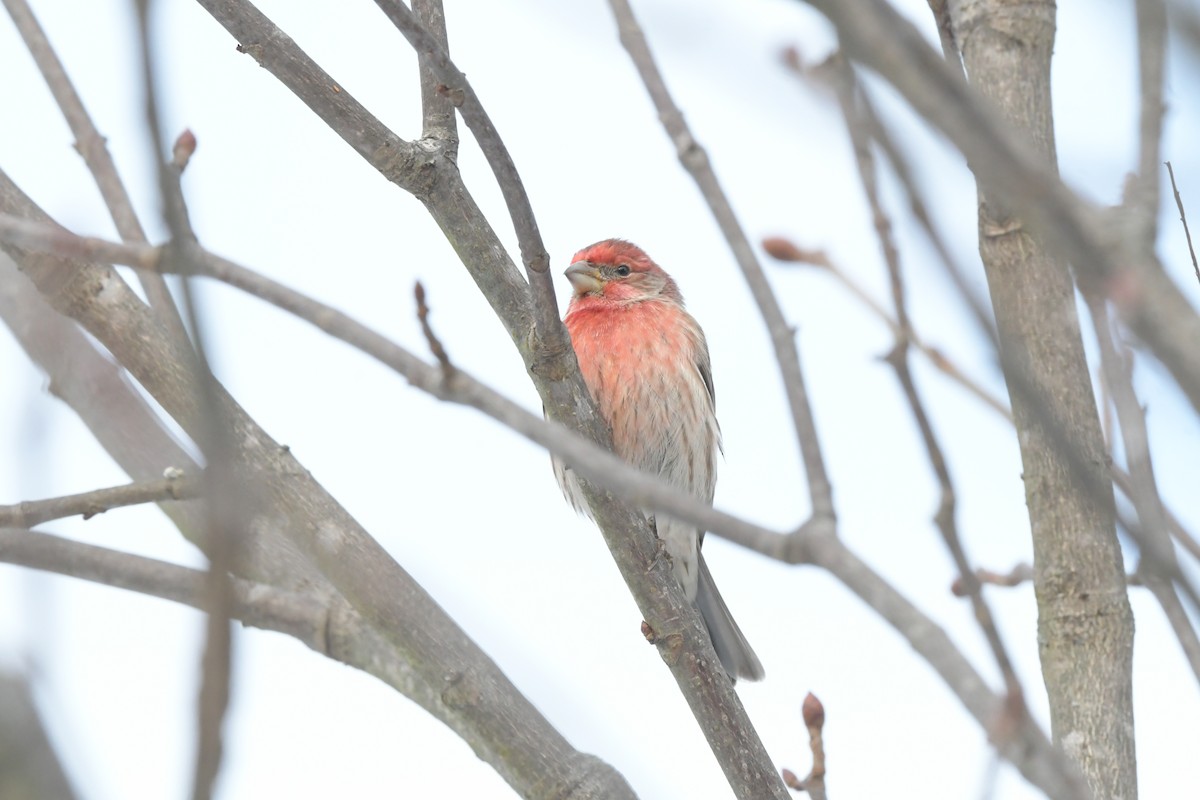 House Finch - ML646317886
