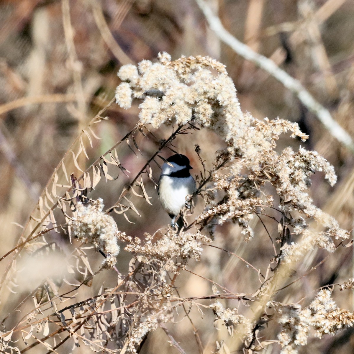 Carolina Chickadee - ML646317888
