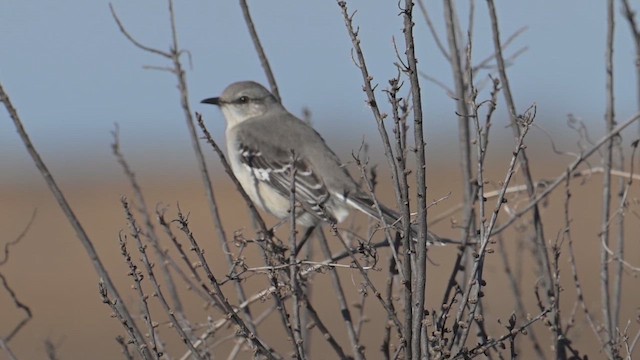 Пересмішник багатоголосий - ML646317889