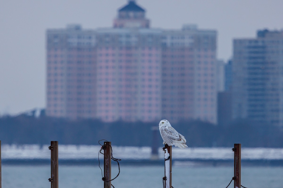 Snowy Owl - ML646317890