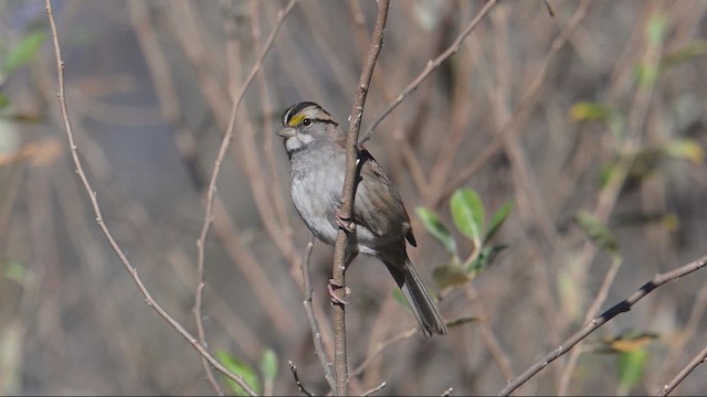 Бруант білогорлий - ML646317891