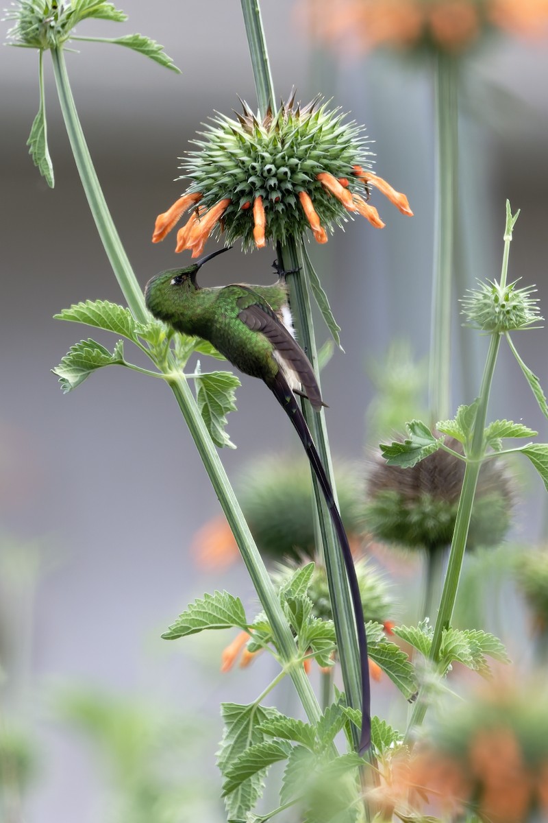 sylfa Viktoriina - ML646317893