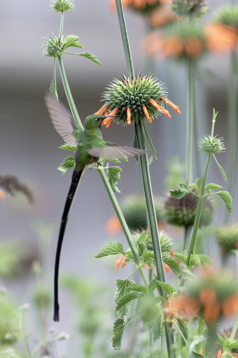 sylfa Viktoriina - ML646317894