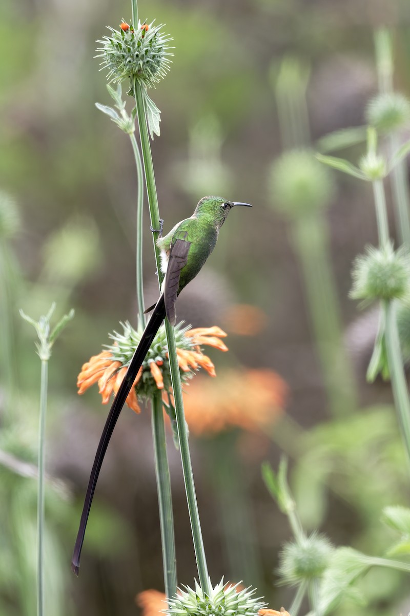 sylfa Viktoriina - ML646317895