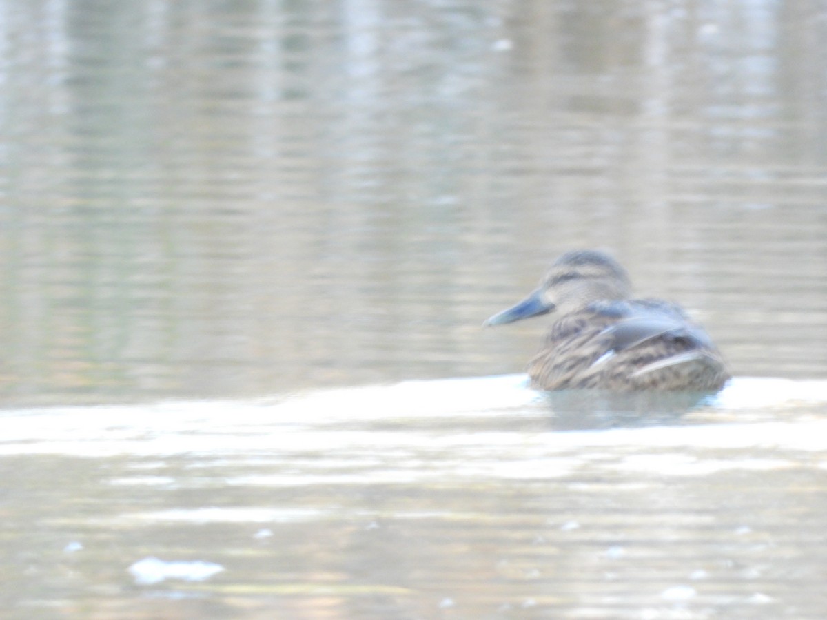 Zertzeta hegalurdina - ML646317896