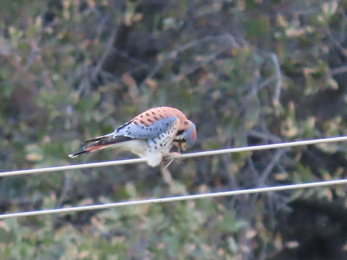 American Kestrel - ML646317897
