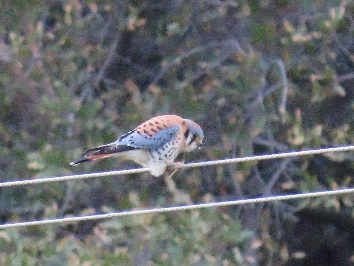 American Kestrel - ML646317898
