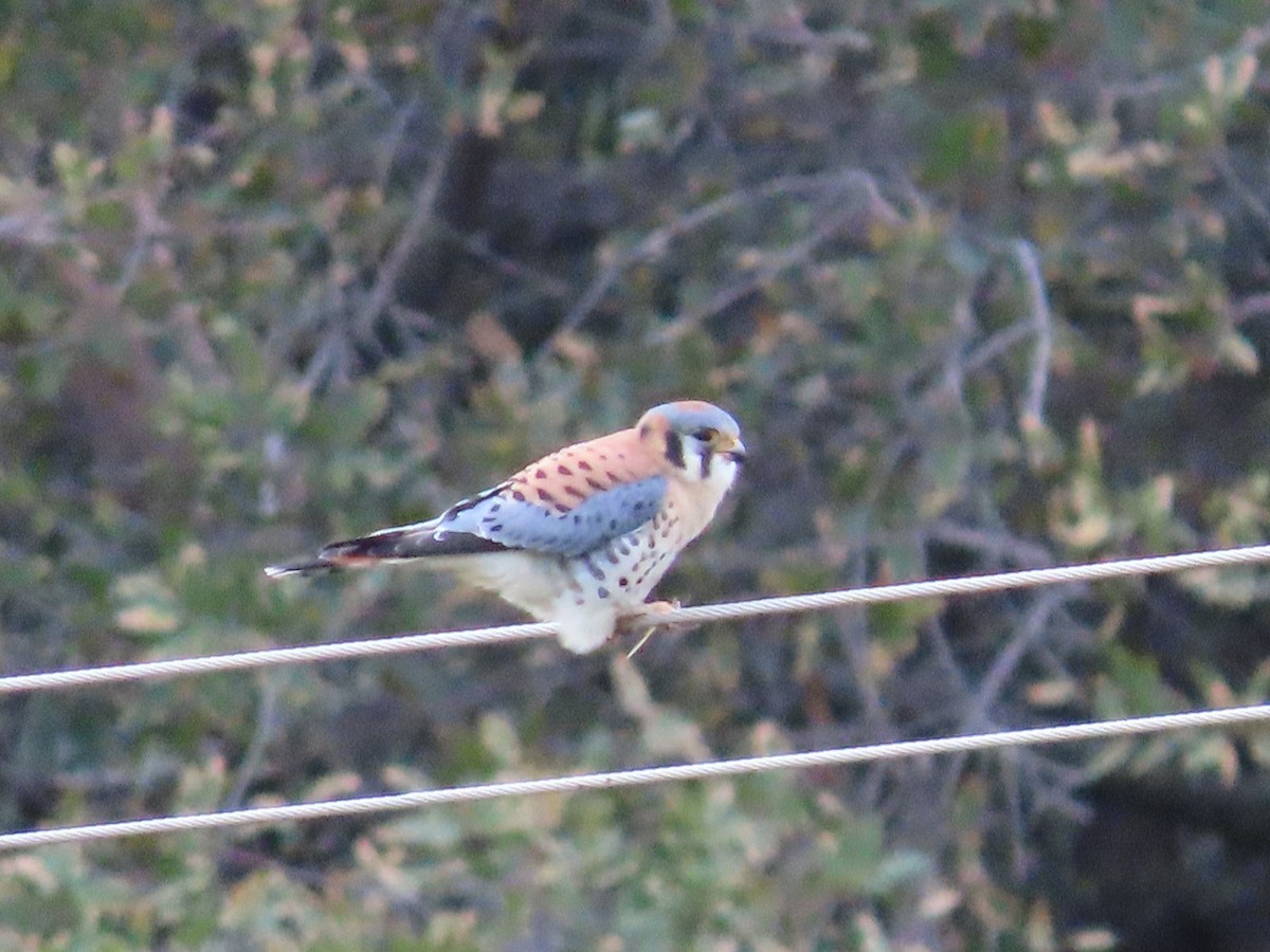American Kestrel - ML646317899