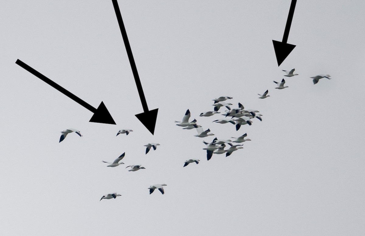 Ross's Goose - ML646317902