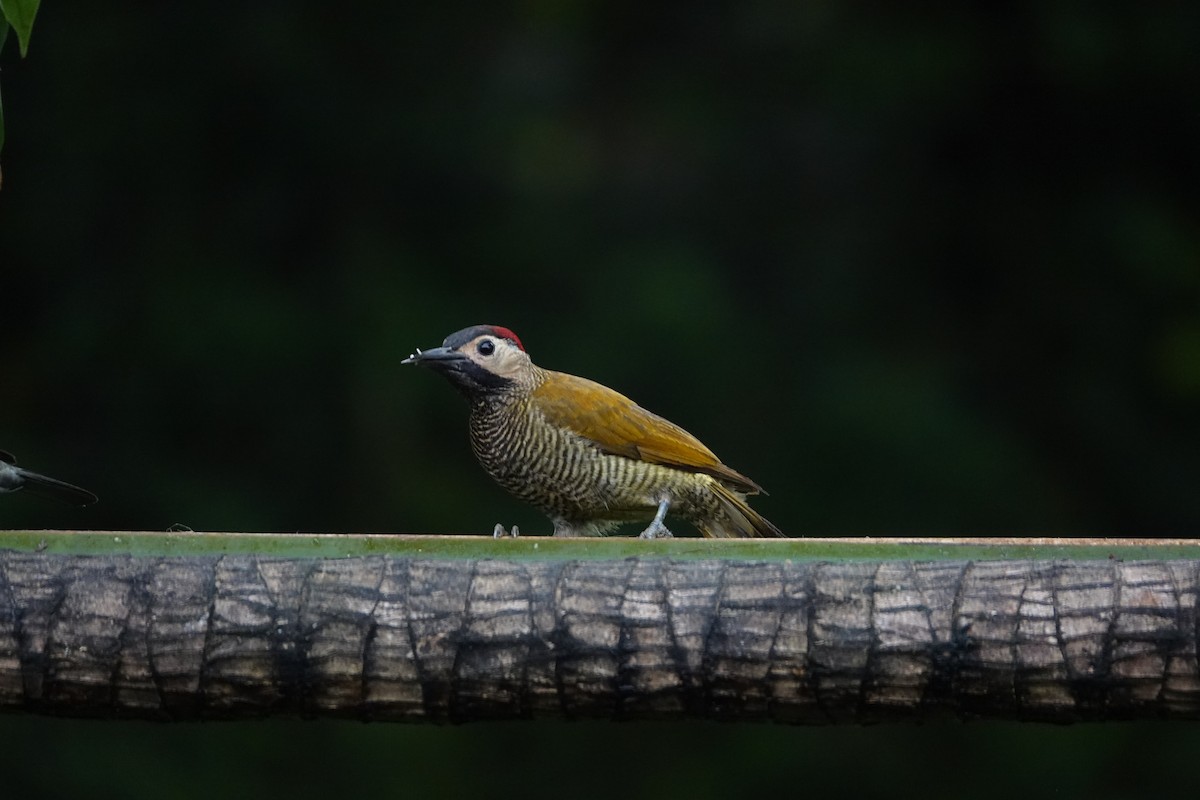 Golden-olive Woodpecker - ML646317904
