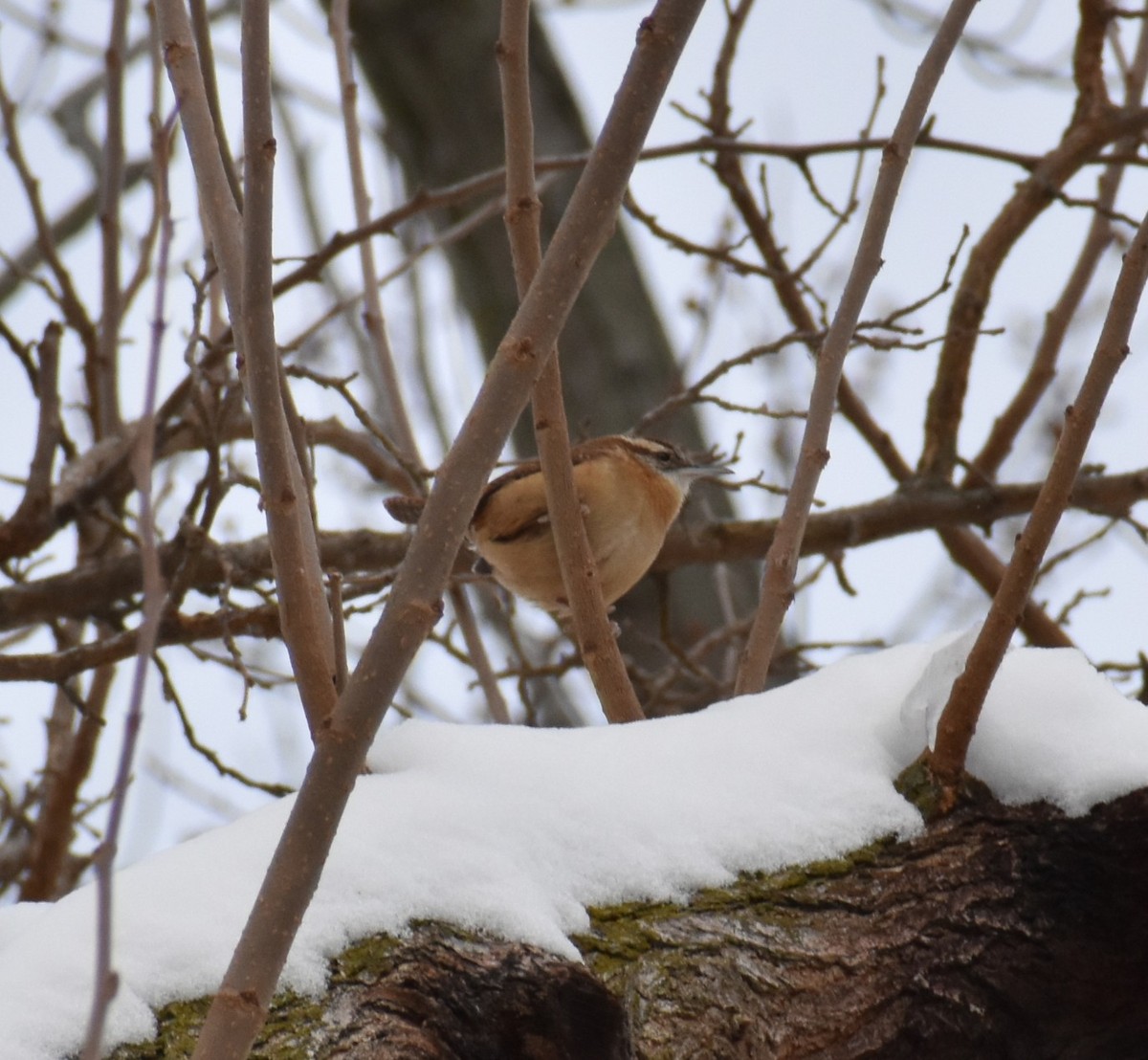 Carolina Wren - ML646317905