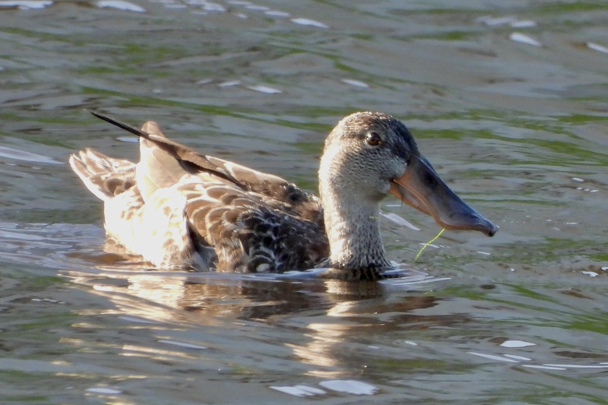 Northern Shoveler - ML646317910