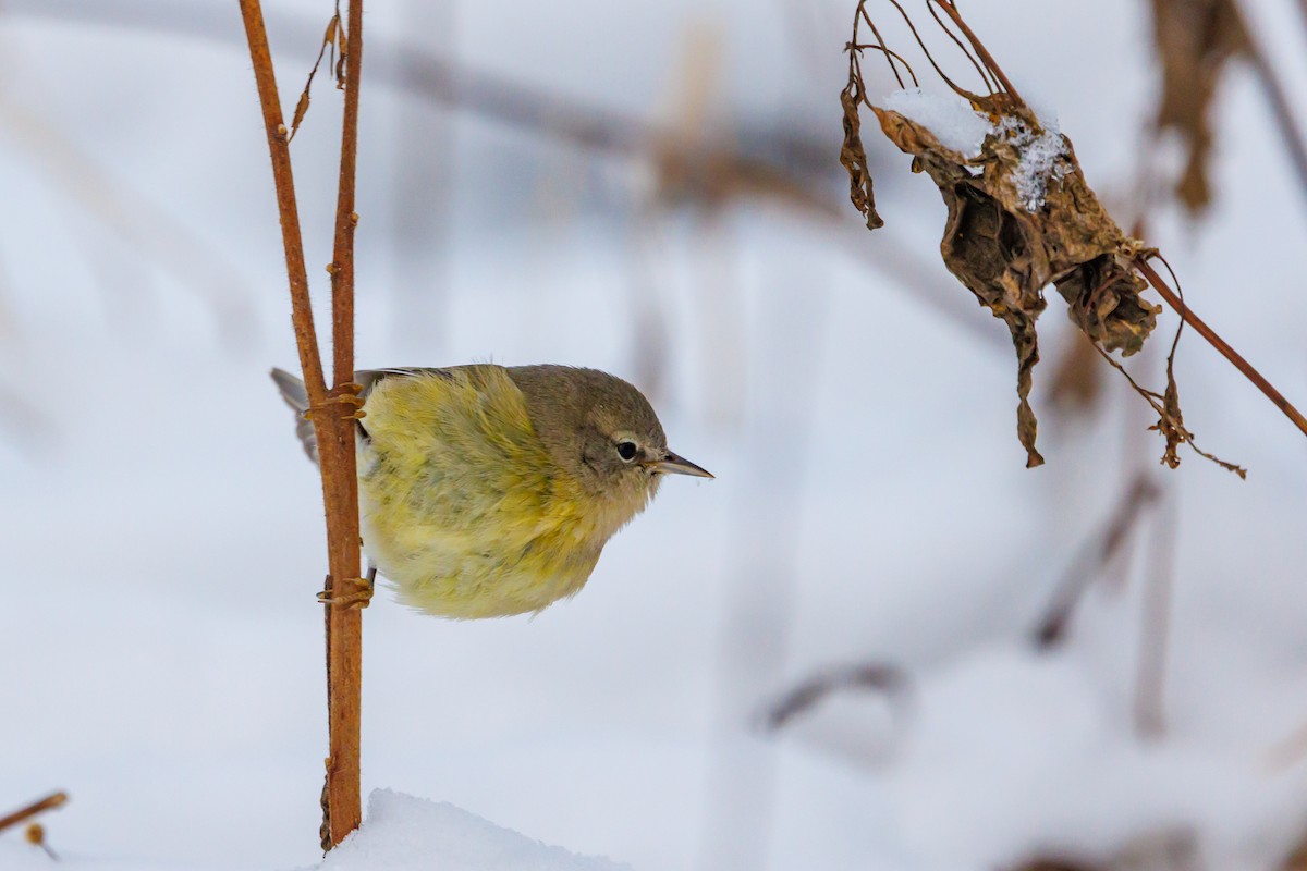 Orange-crowned Warbler - ML646317913