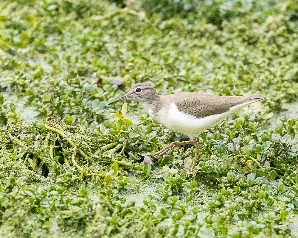 pisík americký - ML646317914