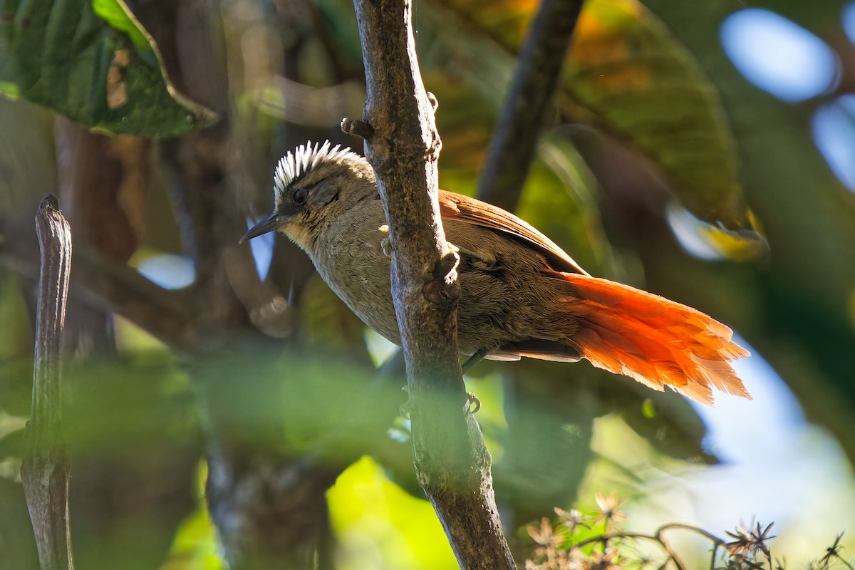 Vilcabamba Spinetail - ML646317916