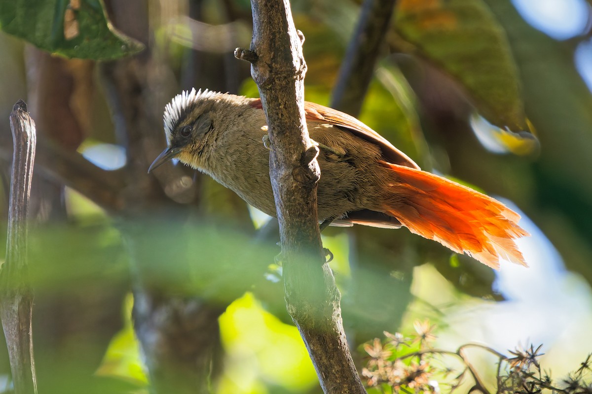 Vilcabamba Spinetail - ML646317917
