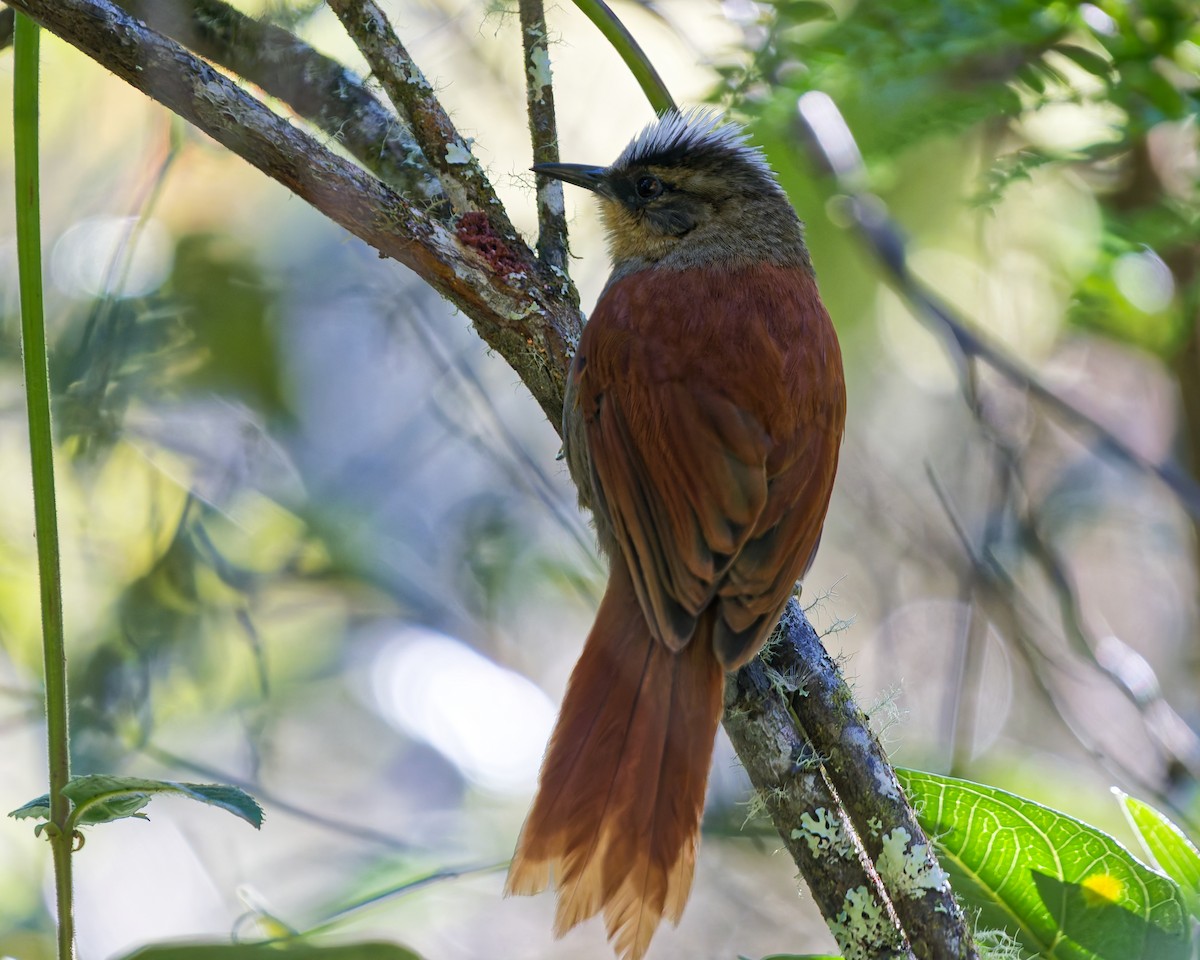 Vilcabamba Spinetail - ML646317919