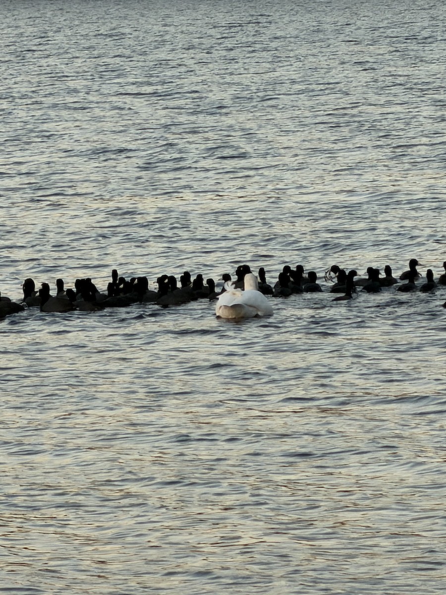 Лиска американська - ML646317921