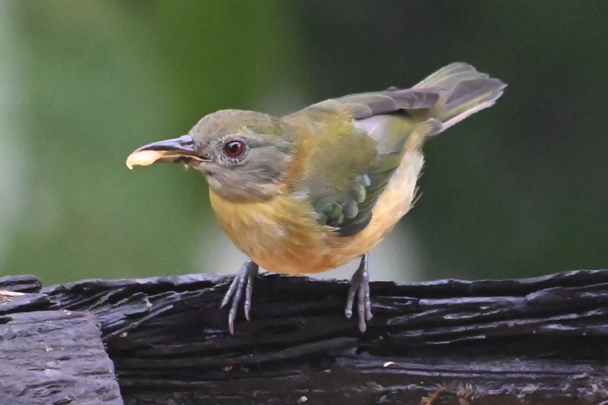Golden-collared Honeycreeper - ML646317922