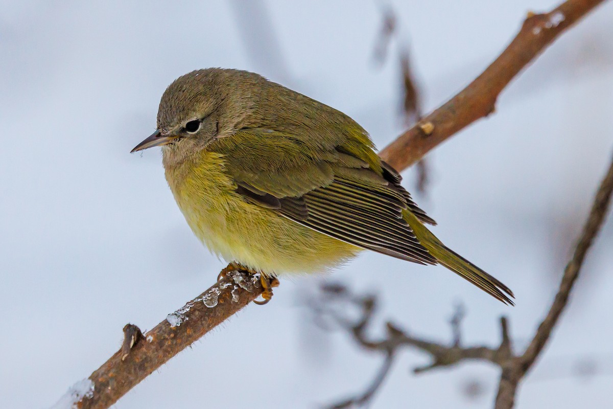 Orange-crowned Warbler - ML646317923
