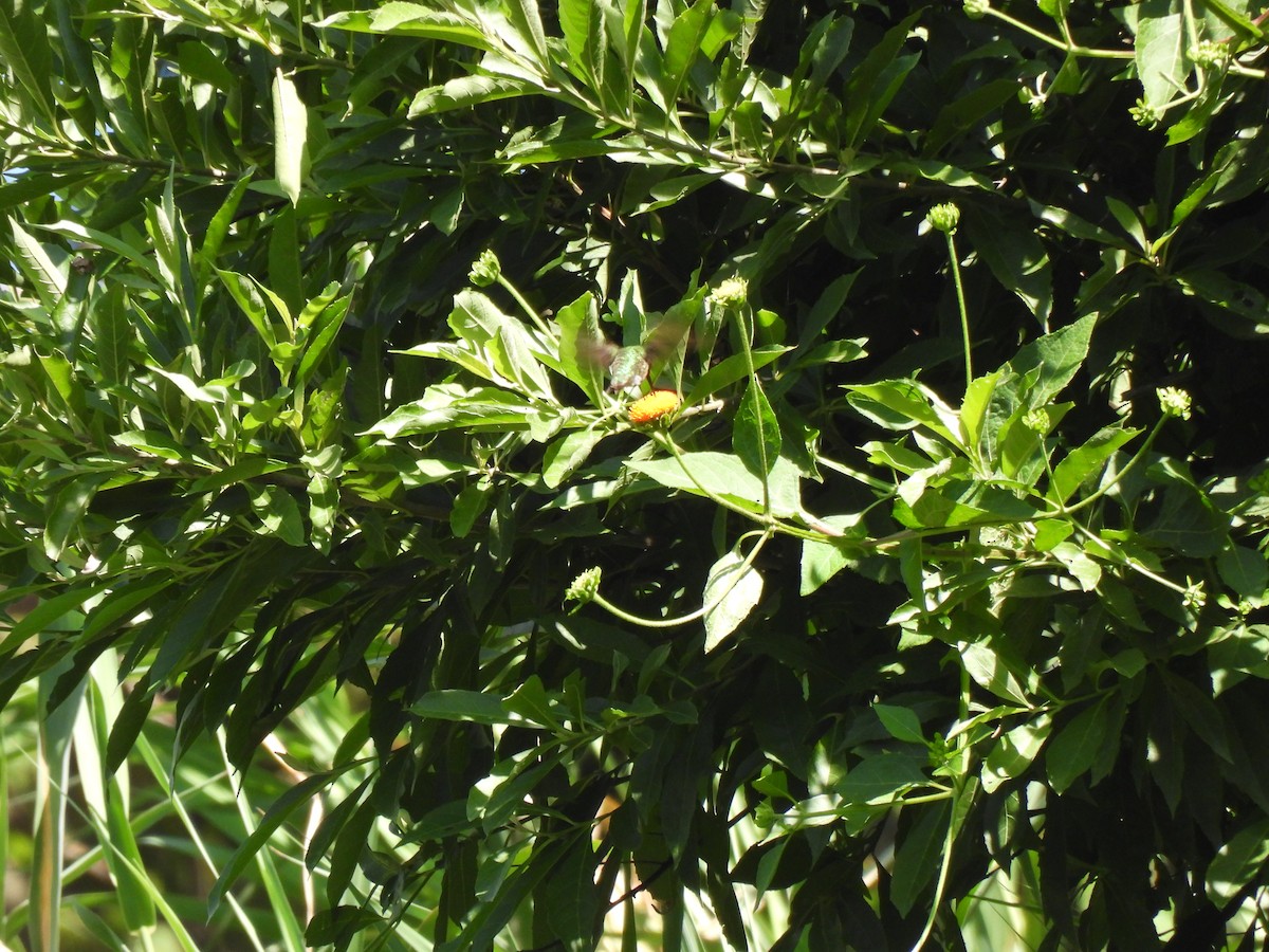 Azure-crowned Hummingbird - ML646317925