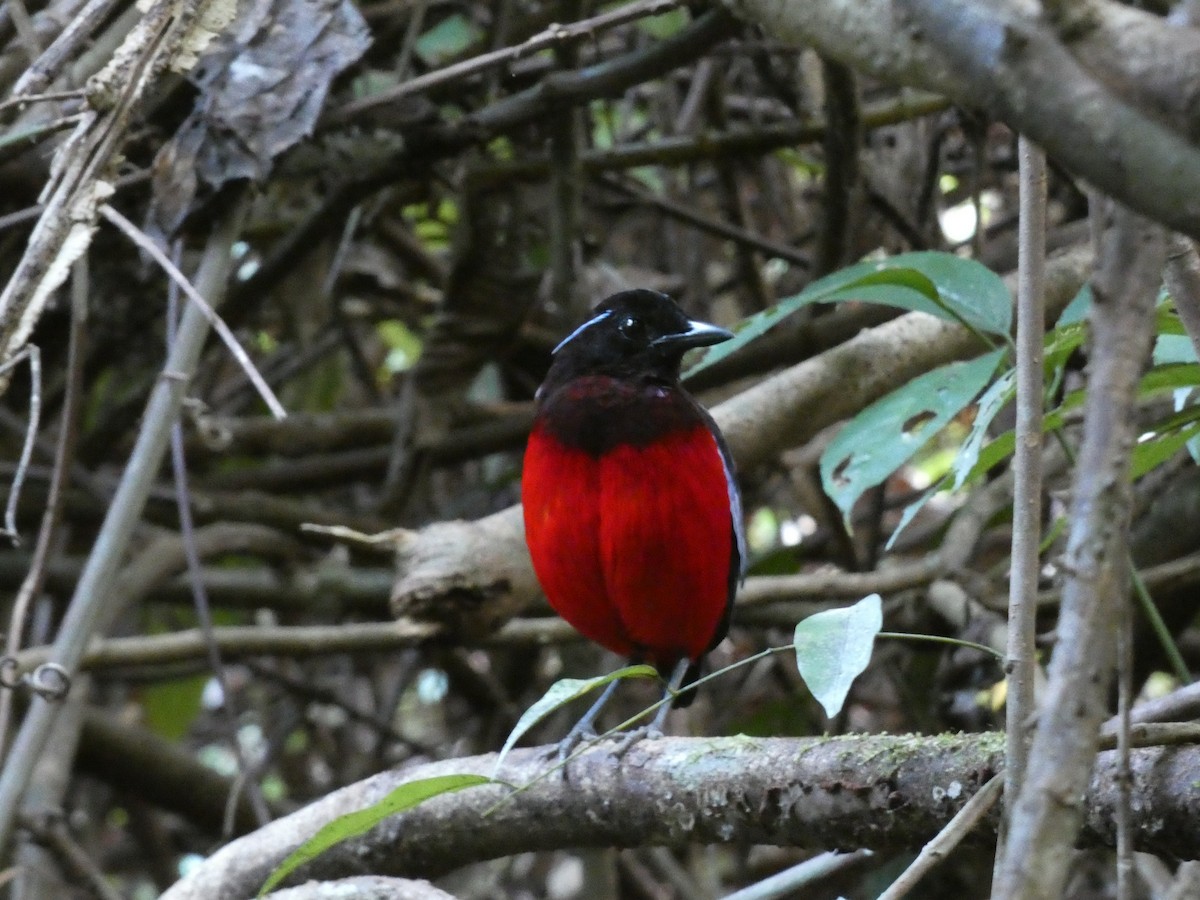 Black-crowned Pitta - ML646317926