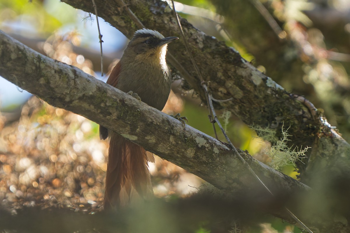 Vilcabamba Spinetail - ML646317927