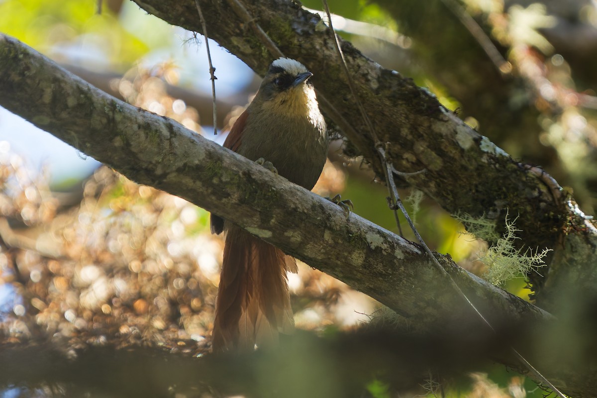 Vilcabamba Spinetail - ML646317928