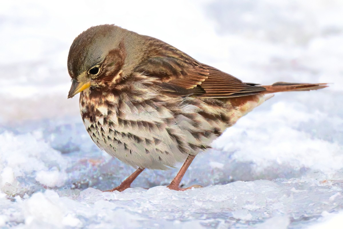 Fox Sparrow - ML646317930