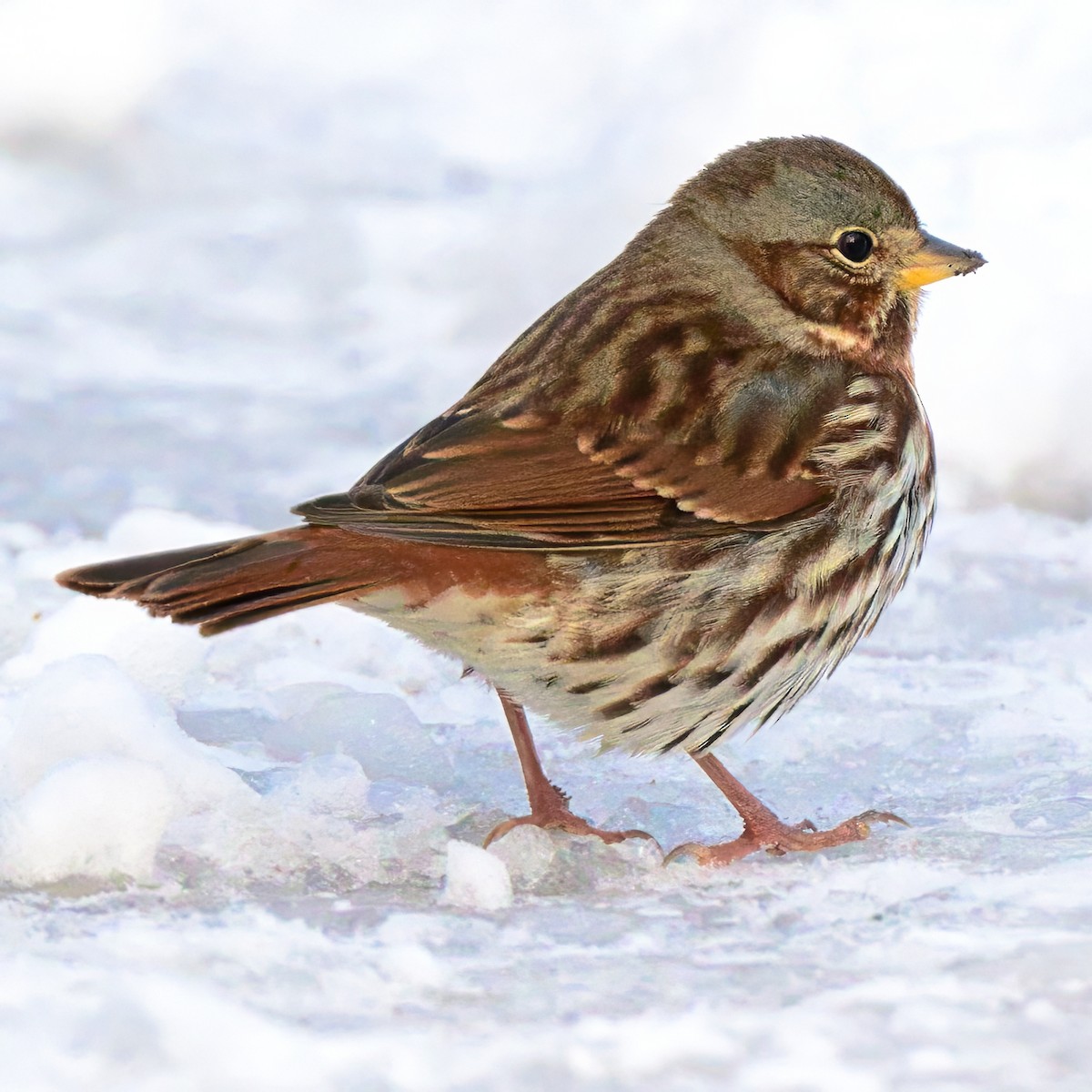 Fox Sparrow - ML646317932