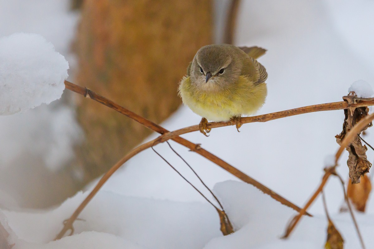 Orange-crowned Warbler - ML646317933