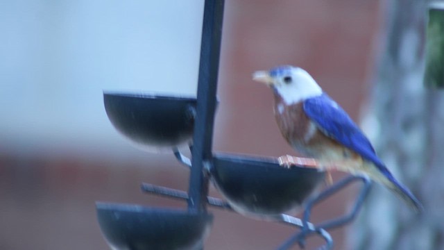 Eastern Bluebird - ML646317934