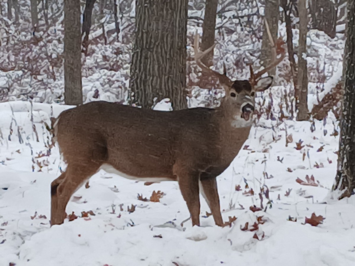 White-tailed Deer - ML646317935